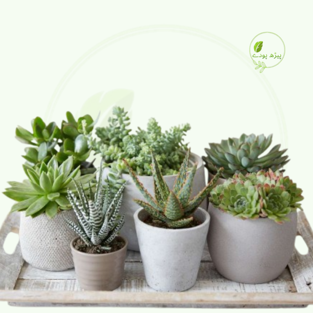 Succulents