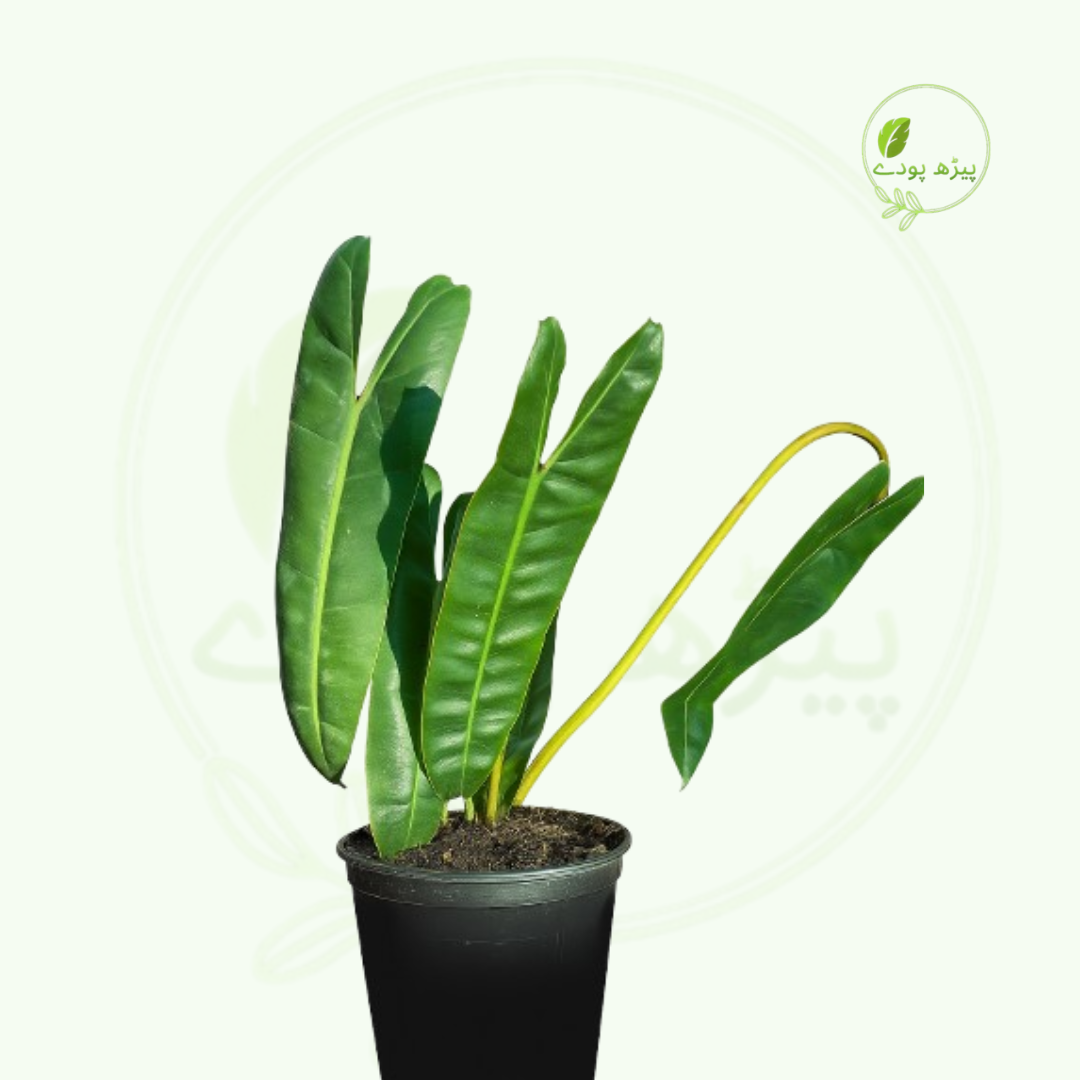 Philodendron