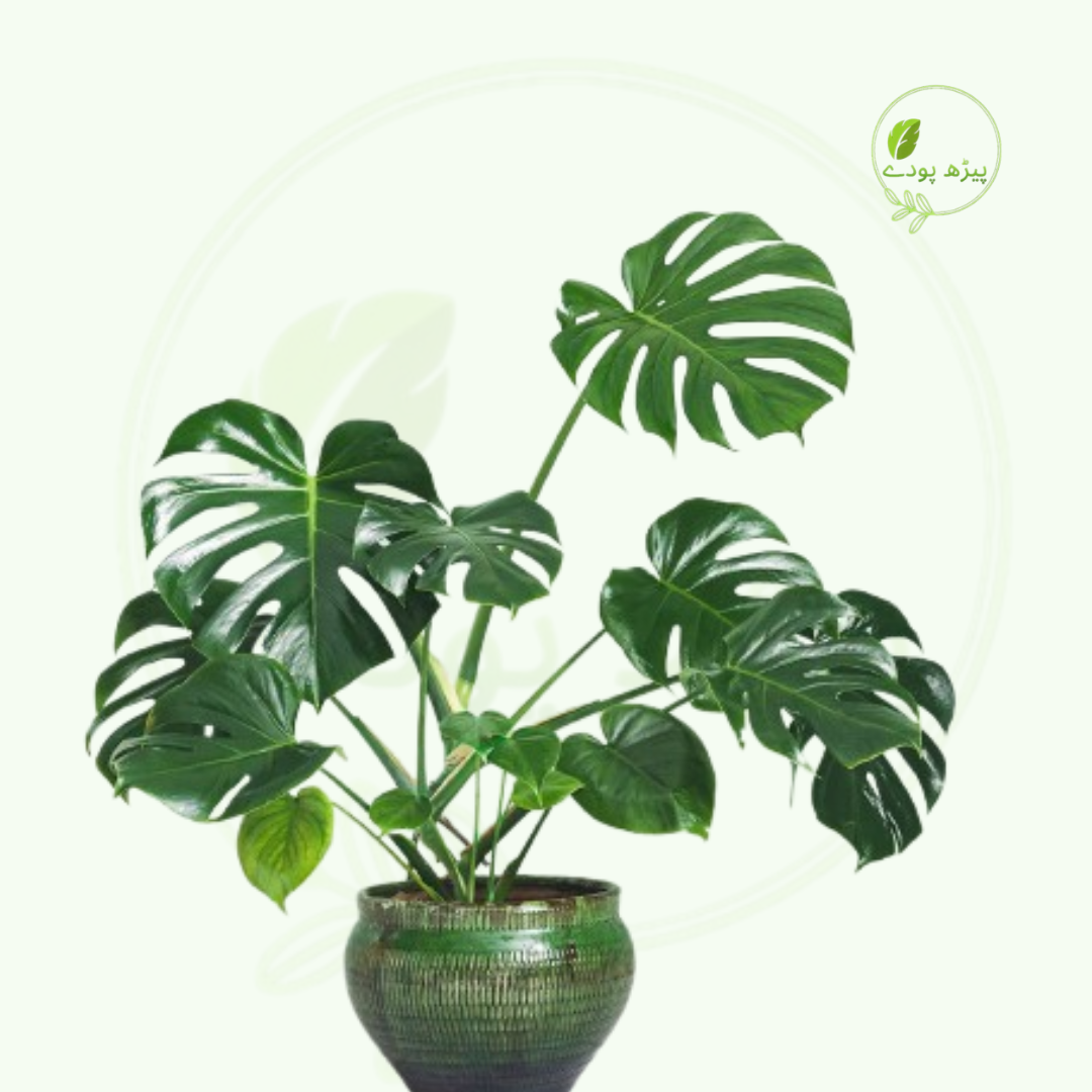 Monstera