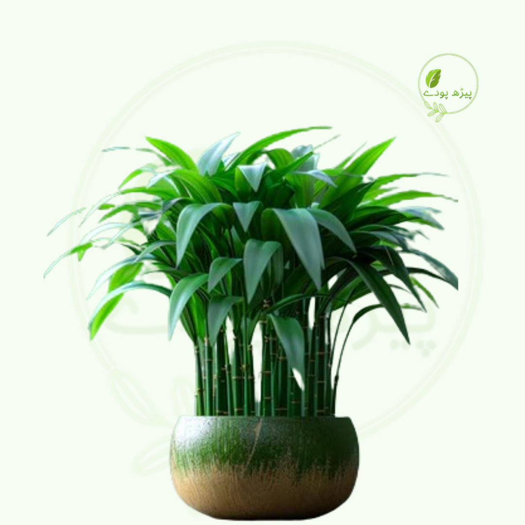 Lucky Bamboo