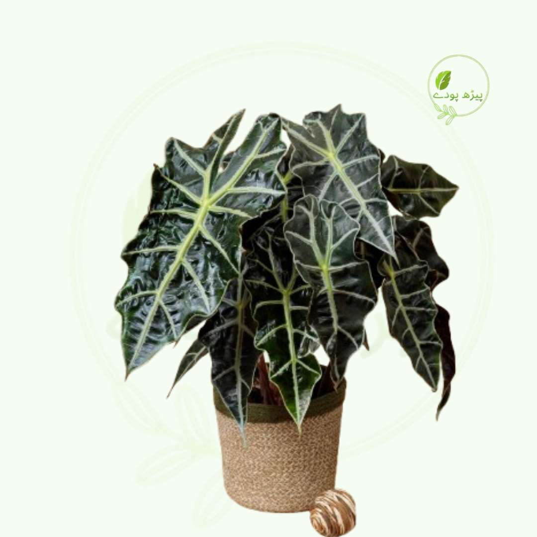 Alocasia