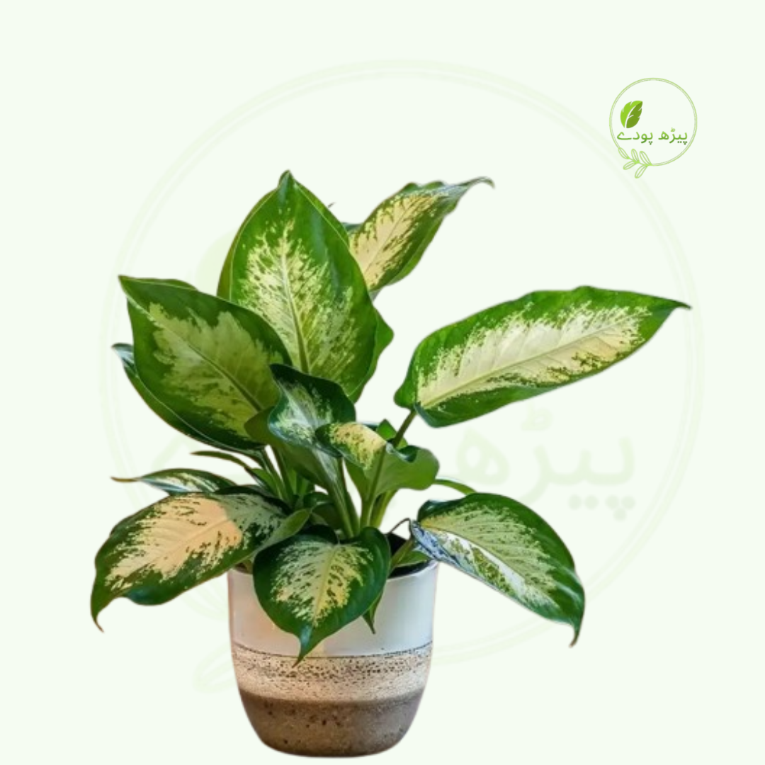 Indoor Plants