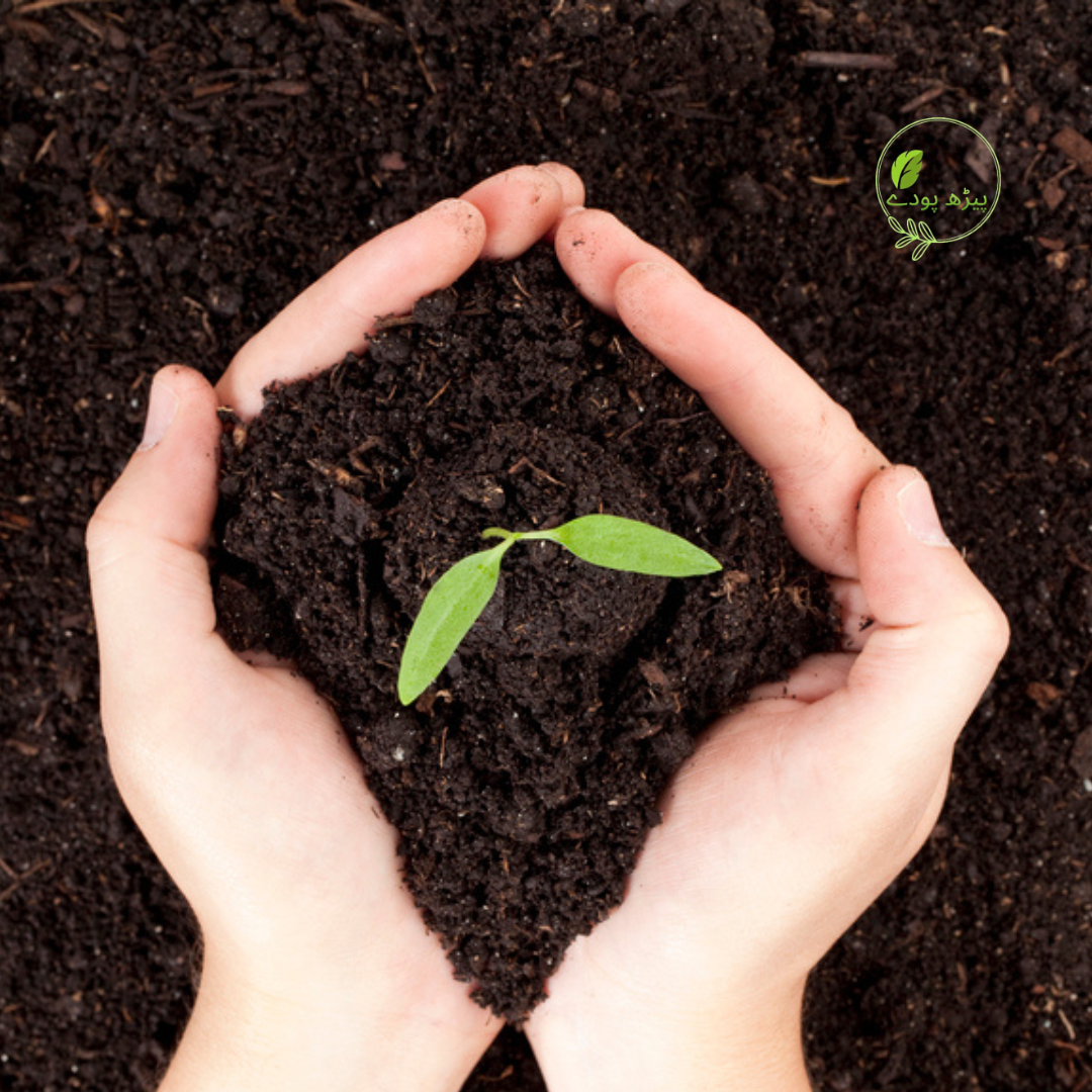 Soil/ Fertilizers