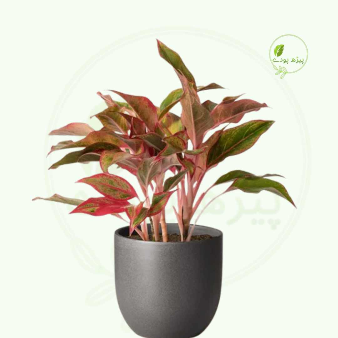 Aglaonema