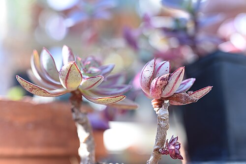 Succulent Blue #0895