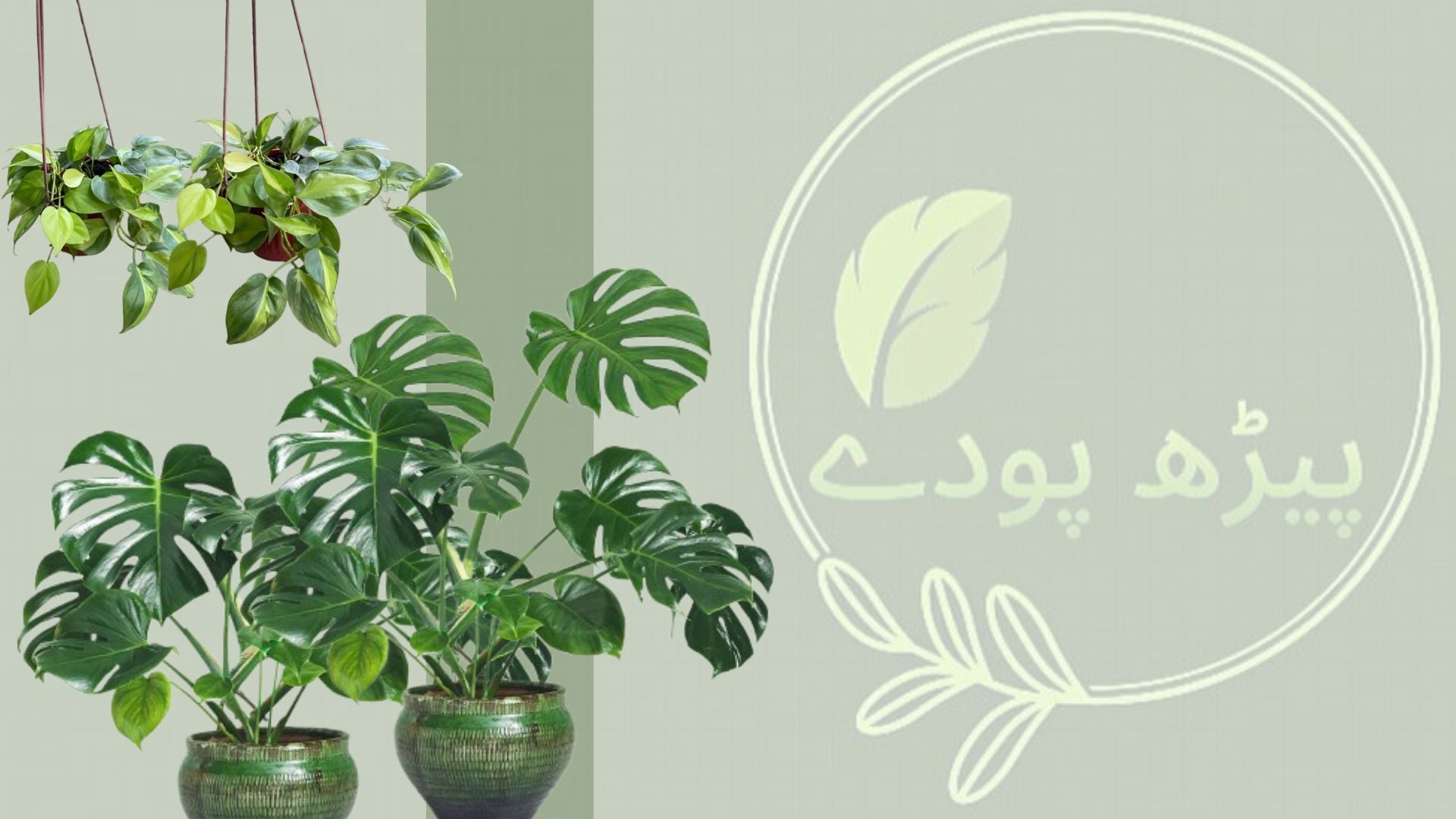 plant 1