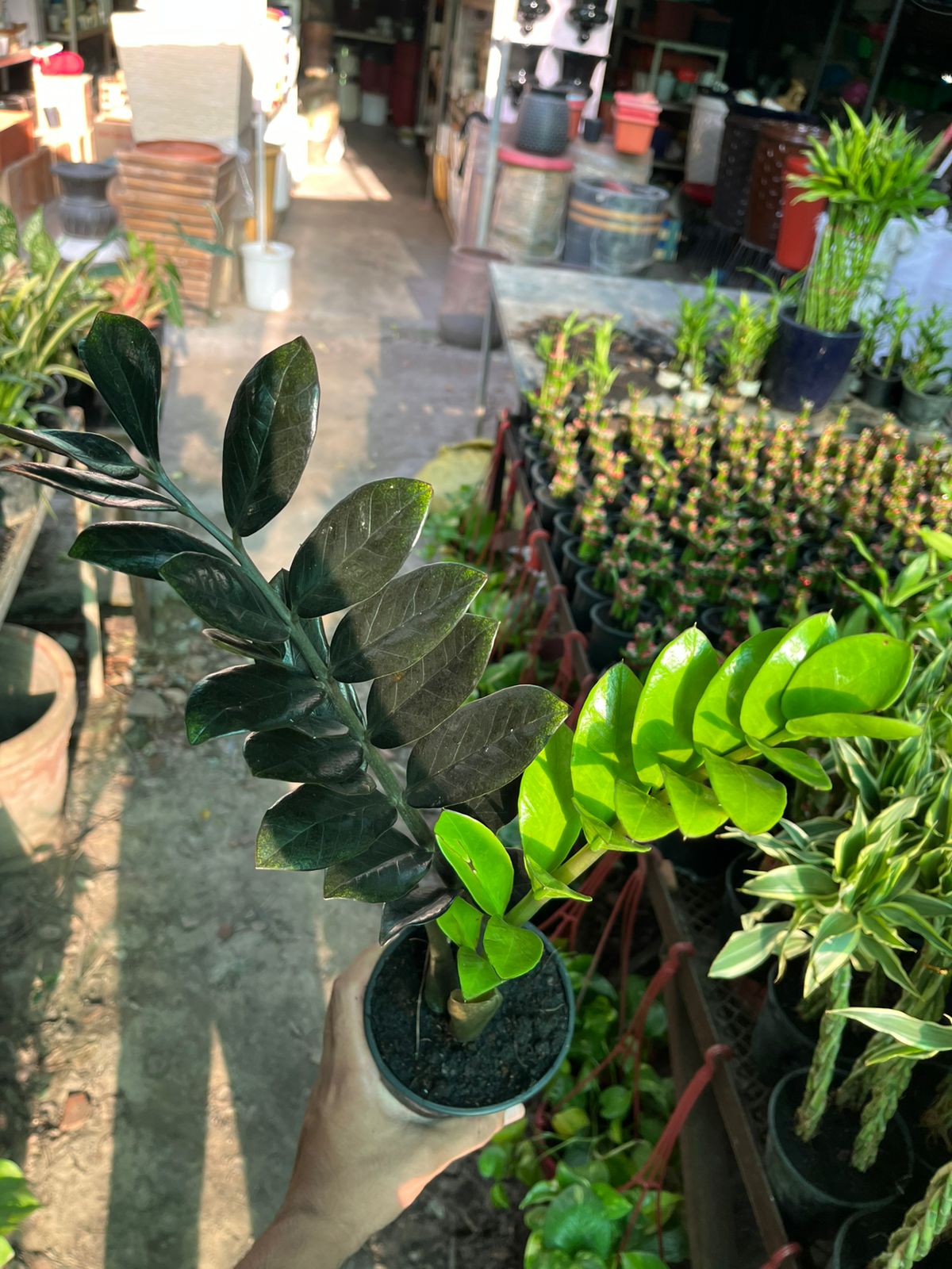 Raven ZZ Plant (Zamioculcas zamiifolia ‘Raven’)