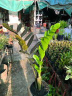 Raven ZZ Plant (Zamioculcas zamiifolia ‘Raven’)