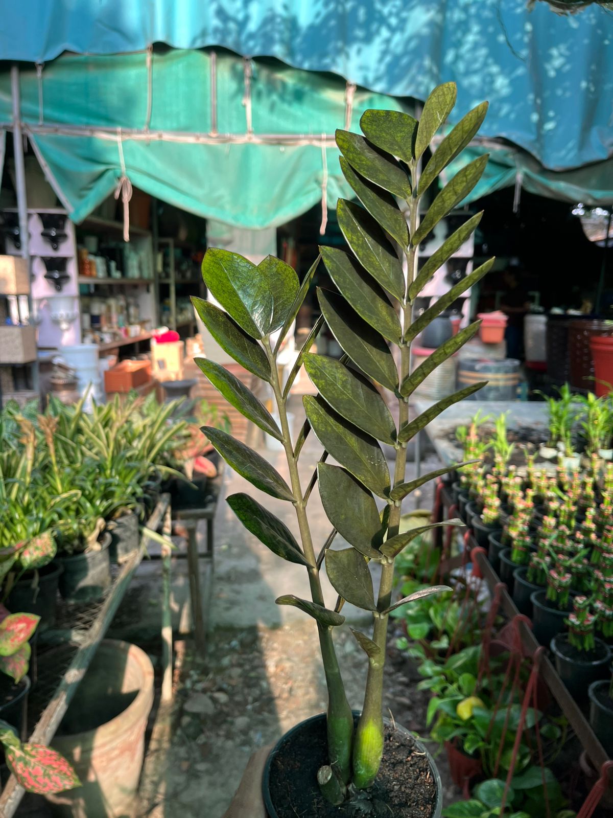Raven ZZ Plant (Zamioculcas zamiifolia ‘Raven’)