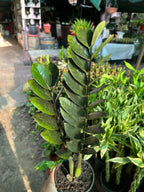 Raven ZZ Plant (Zamioculcas zamiifolia ‘Raven’)