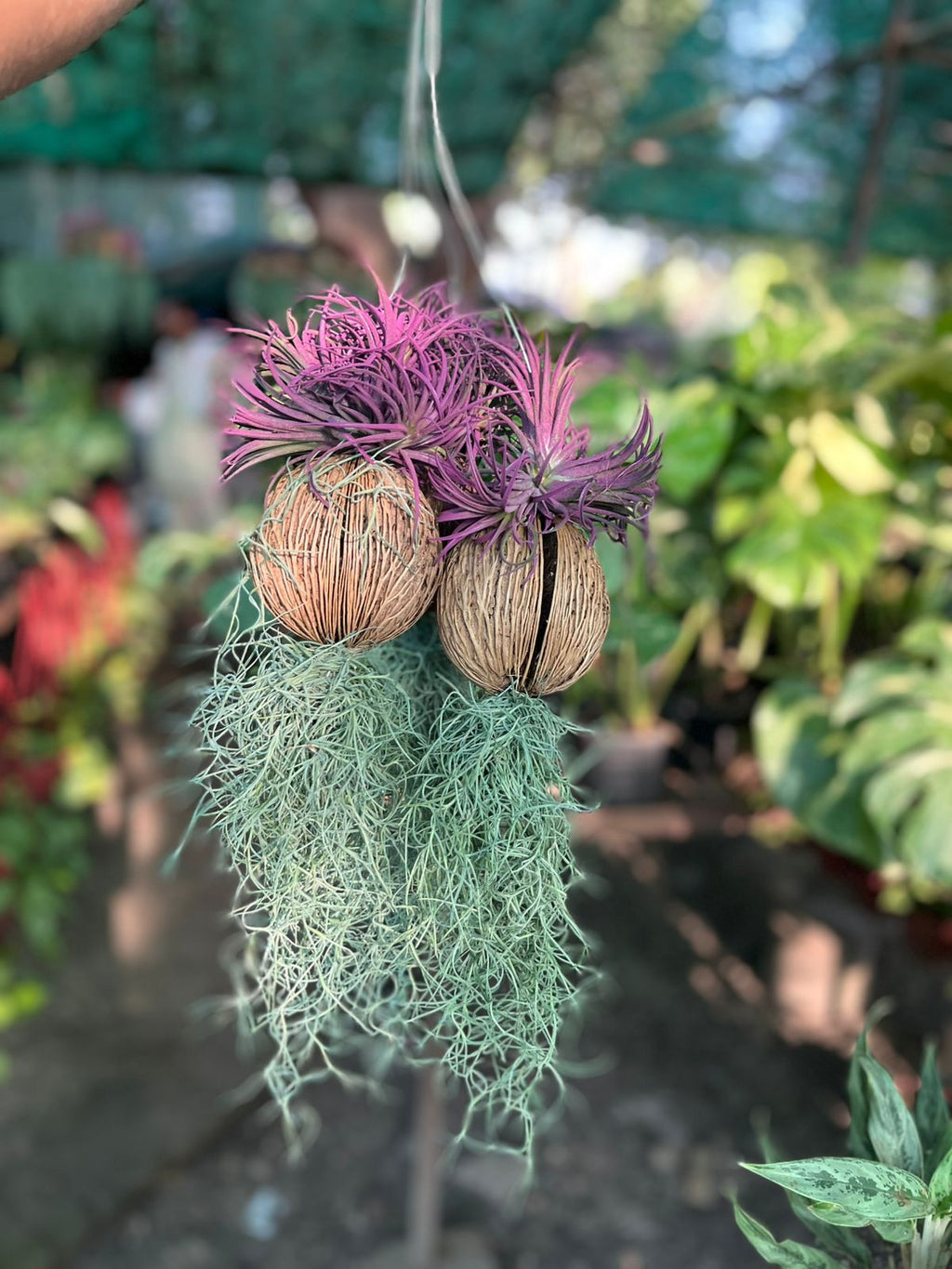 Air Plant (Tillandsia)