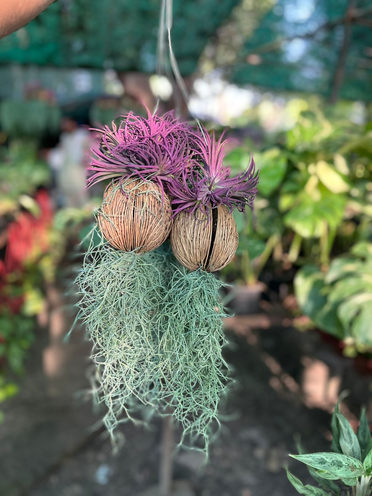 Air Plant (Tillandsia)