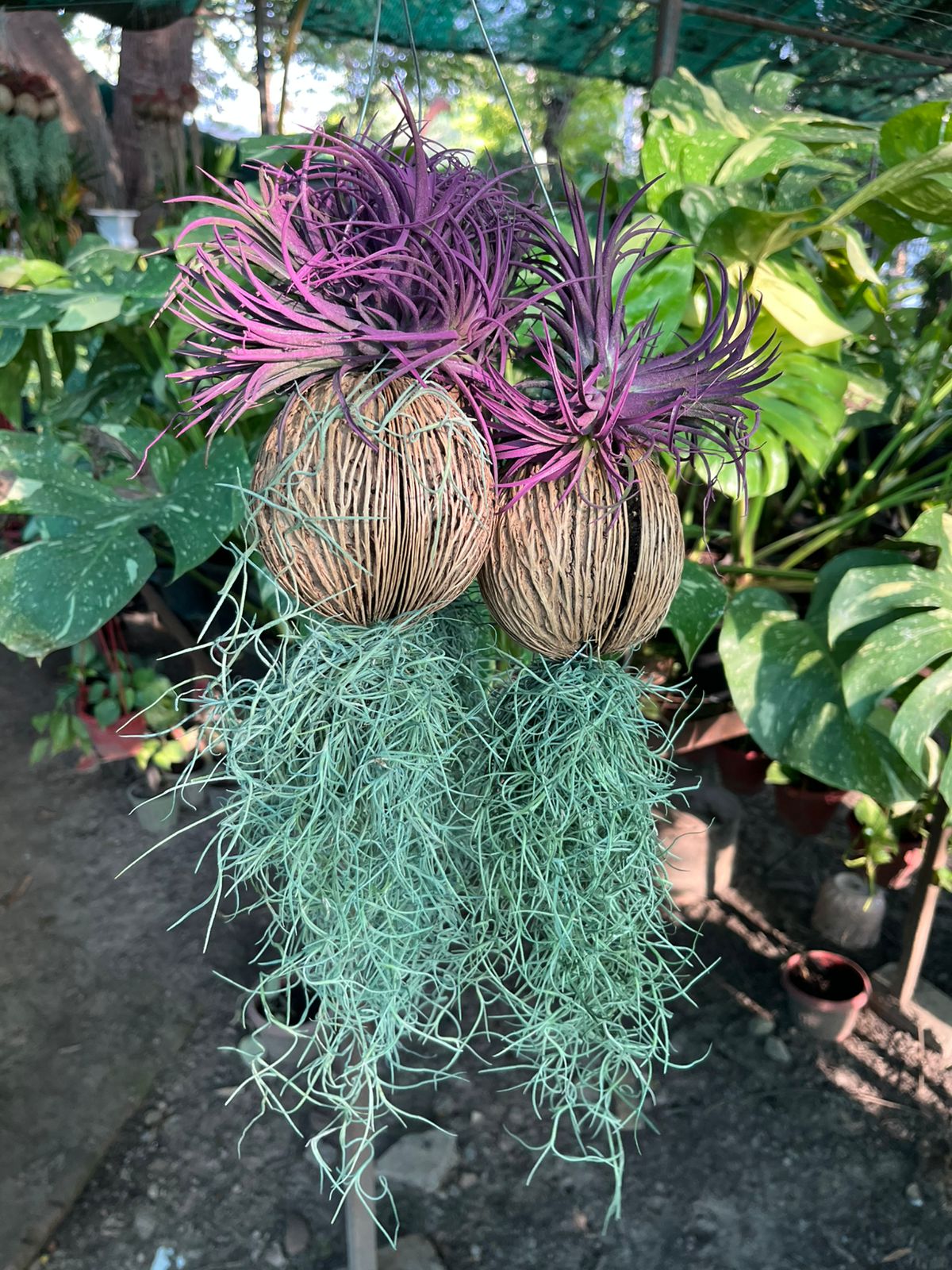 Air Plant (Tillandsia)