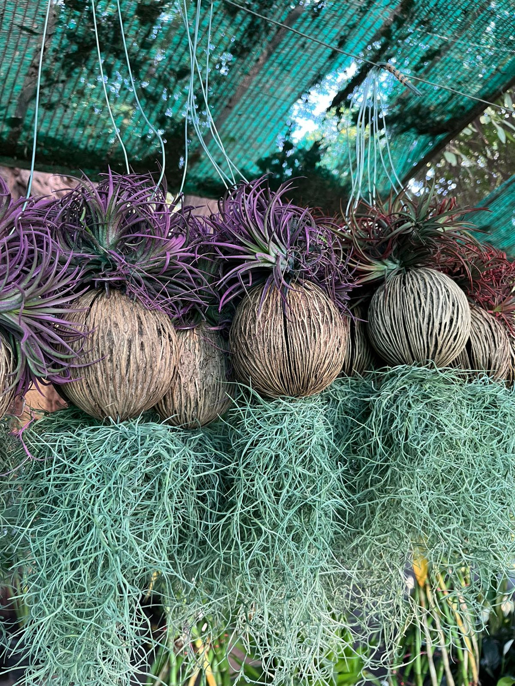 Air Plant (Tillandsia)