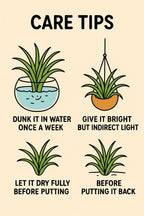 Air Plant (Tillandsia)