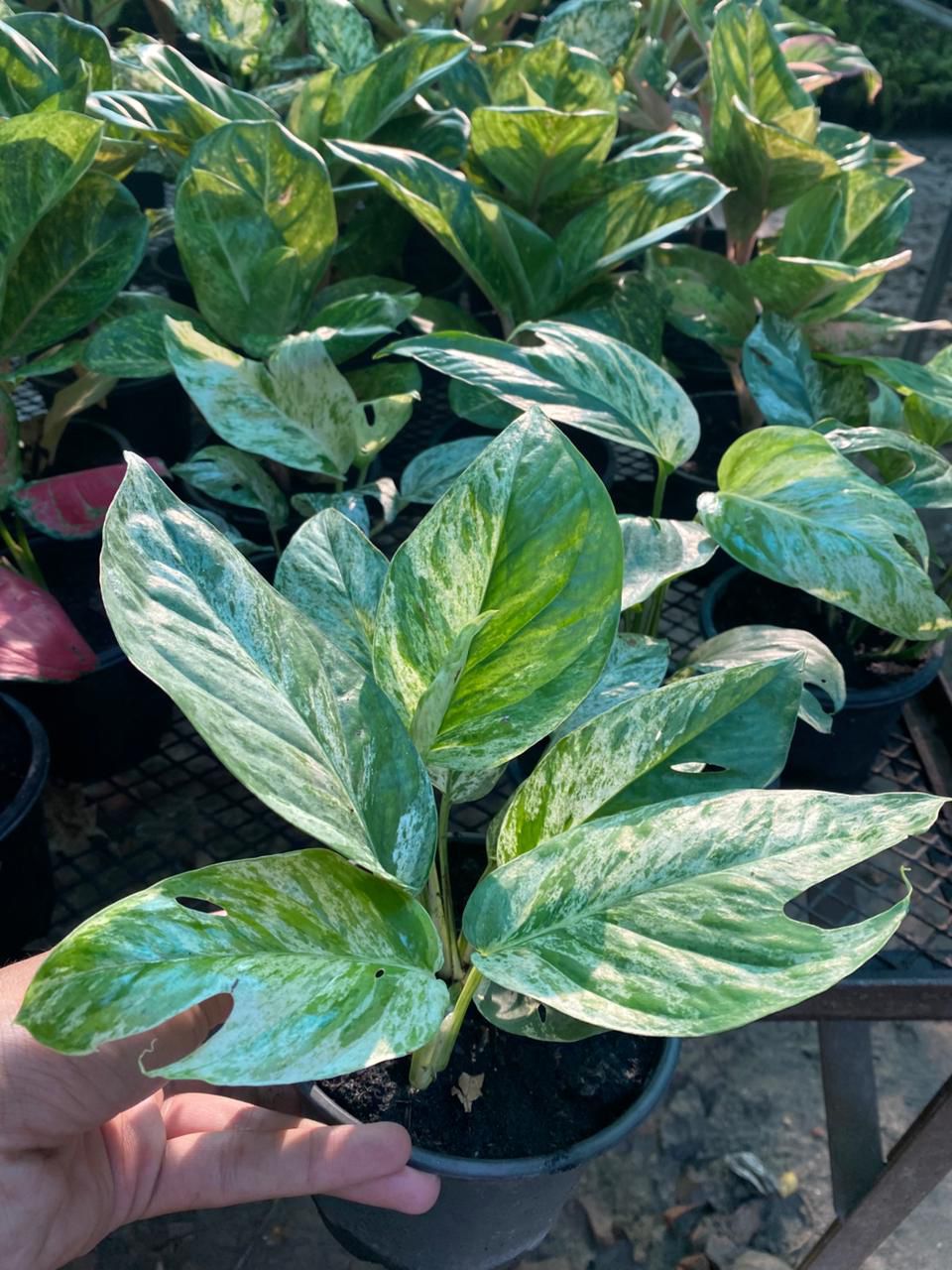 Monstera Eppi Variegated – The Fancy Cousin of Monstera Family!