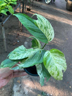 Monstera Eppi Variegated – The Fancy Cousin of Monstera Family!