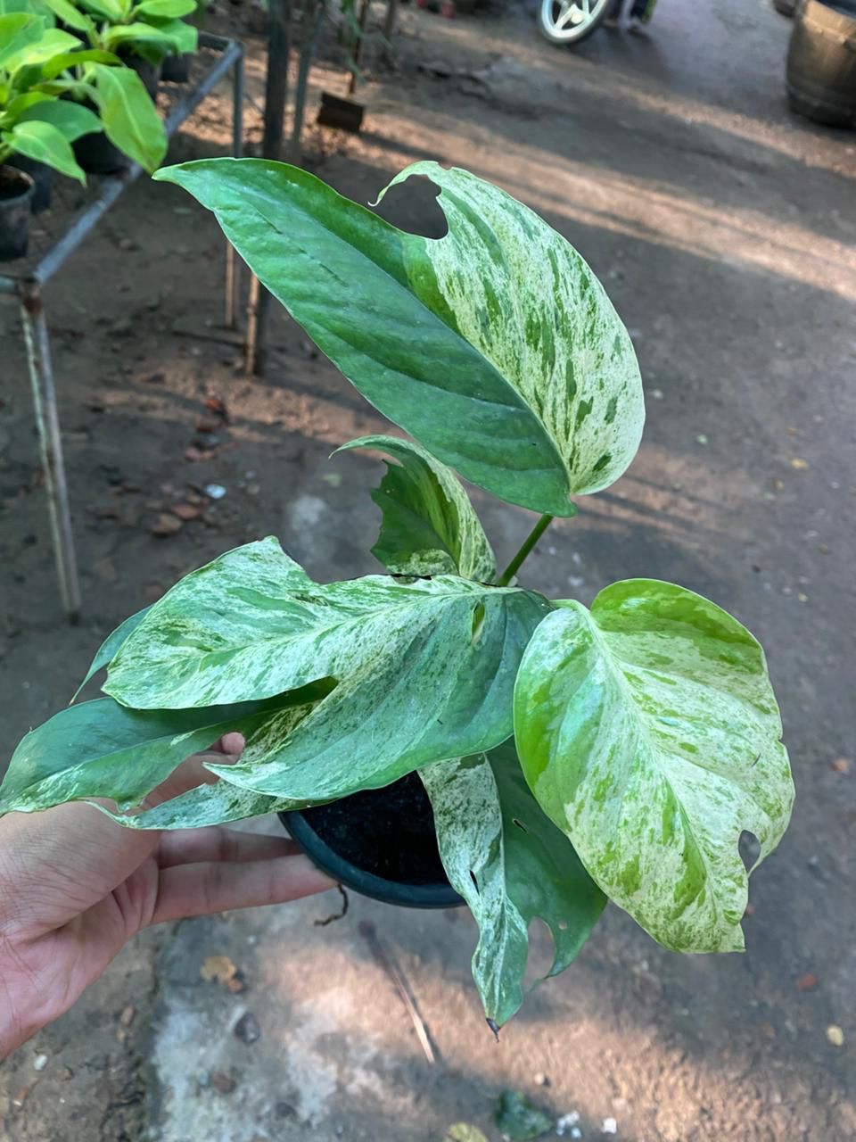 Monstera Eppi Variegated – The Fancy Cousin of Monstera Family!