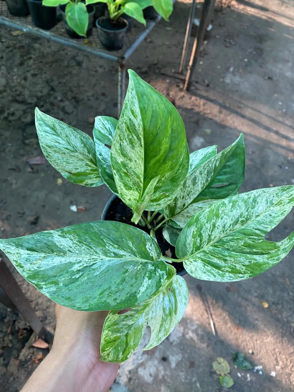 Monstera Eppi Variegated – The Fancy Cousin of Monstera Family!