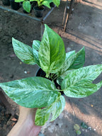 Monstera Eppi Variegated – The Fancy Cousin of Monstera Family!