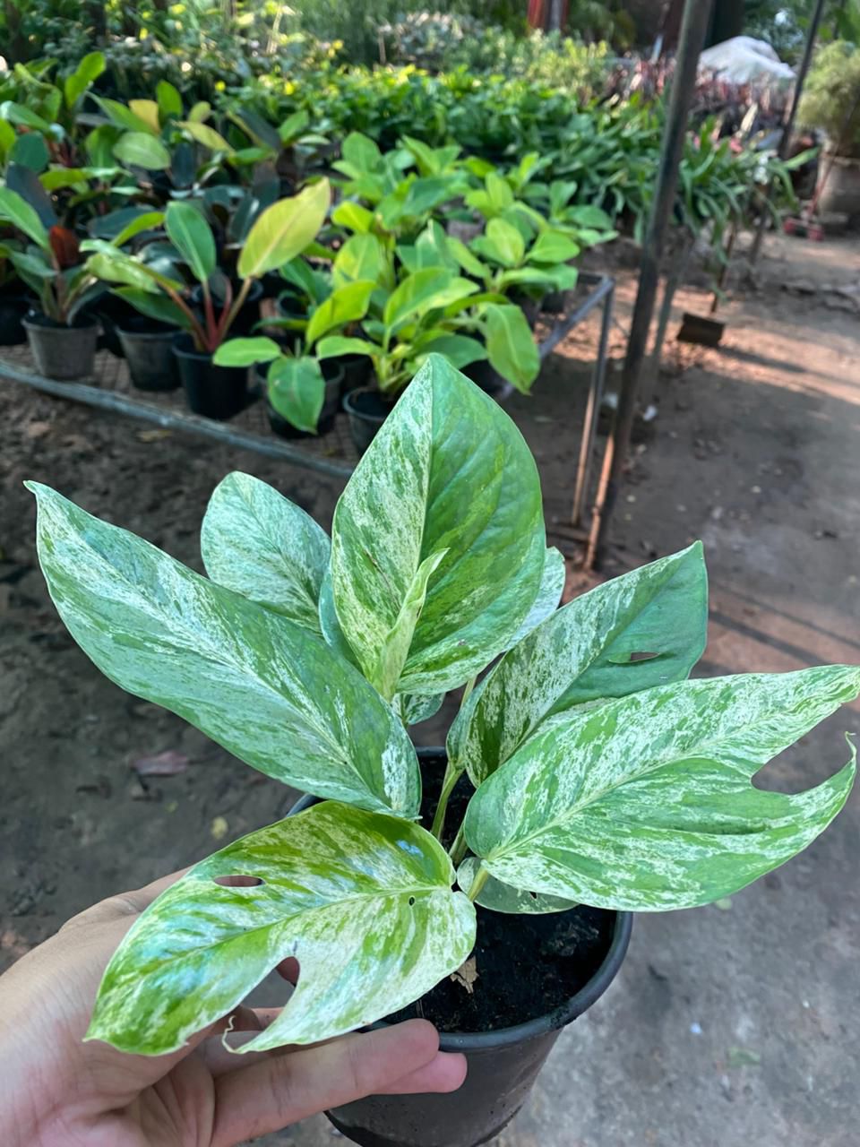 Monstera Eppi Variegated – The Fancy Cousin of Monstera Family!