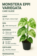 Monstera Eppi Variegated – The Fancy Cousin of Monstera Family!