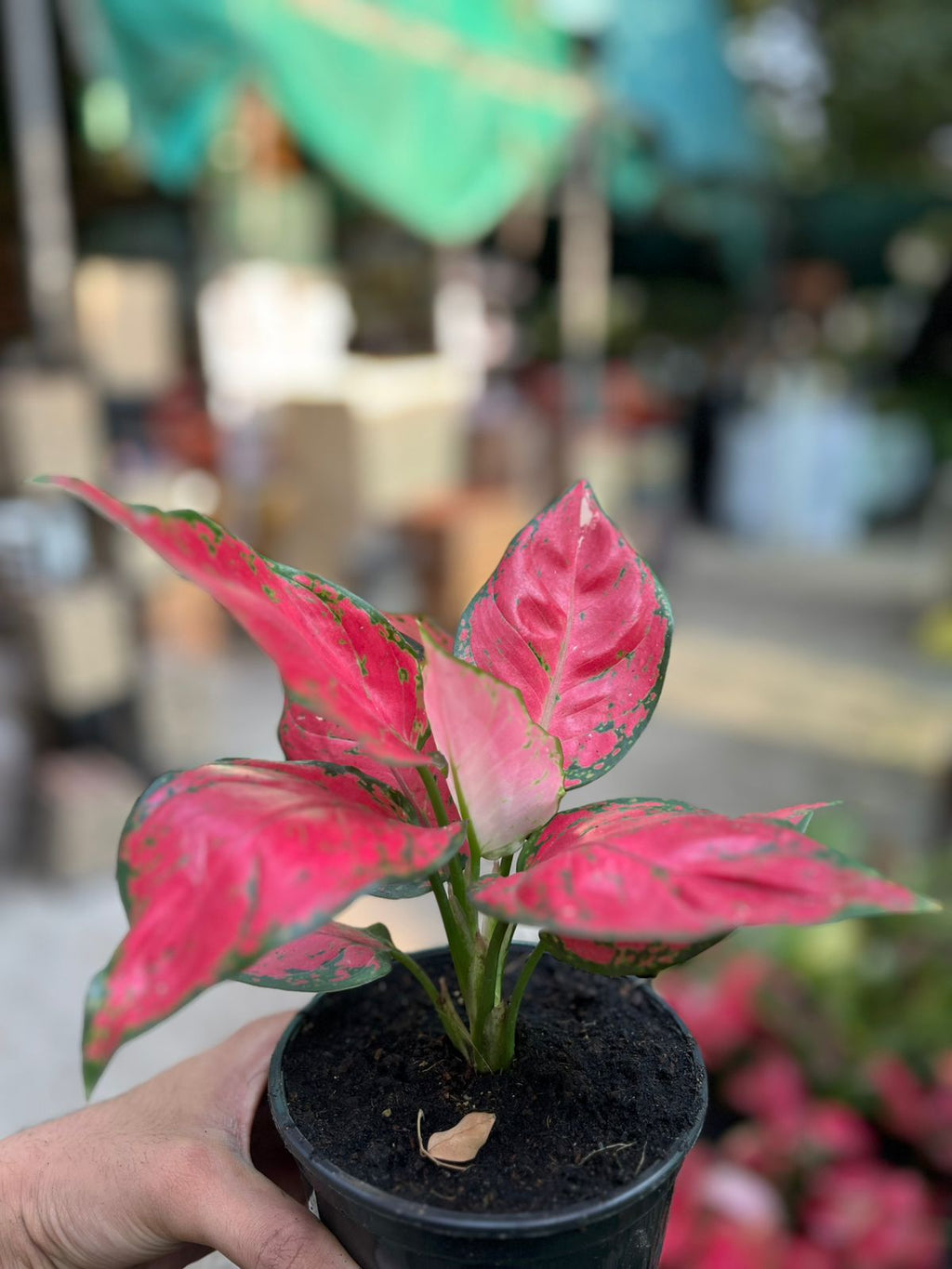 Aglaonema Red