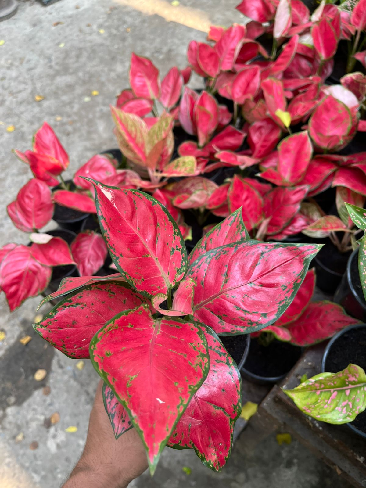 Aglaonema Red