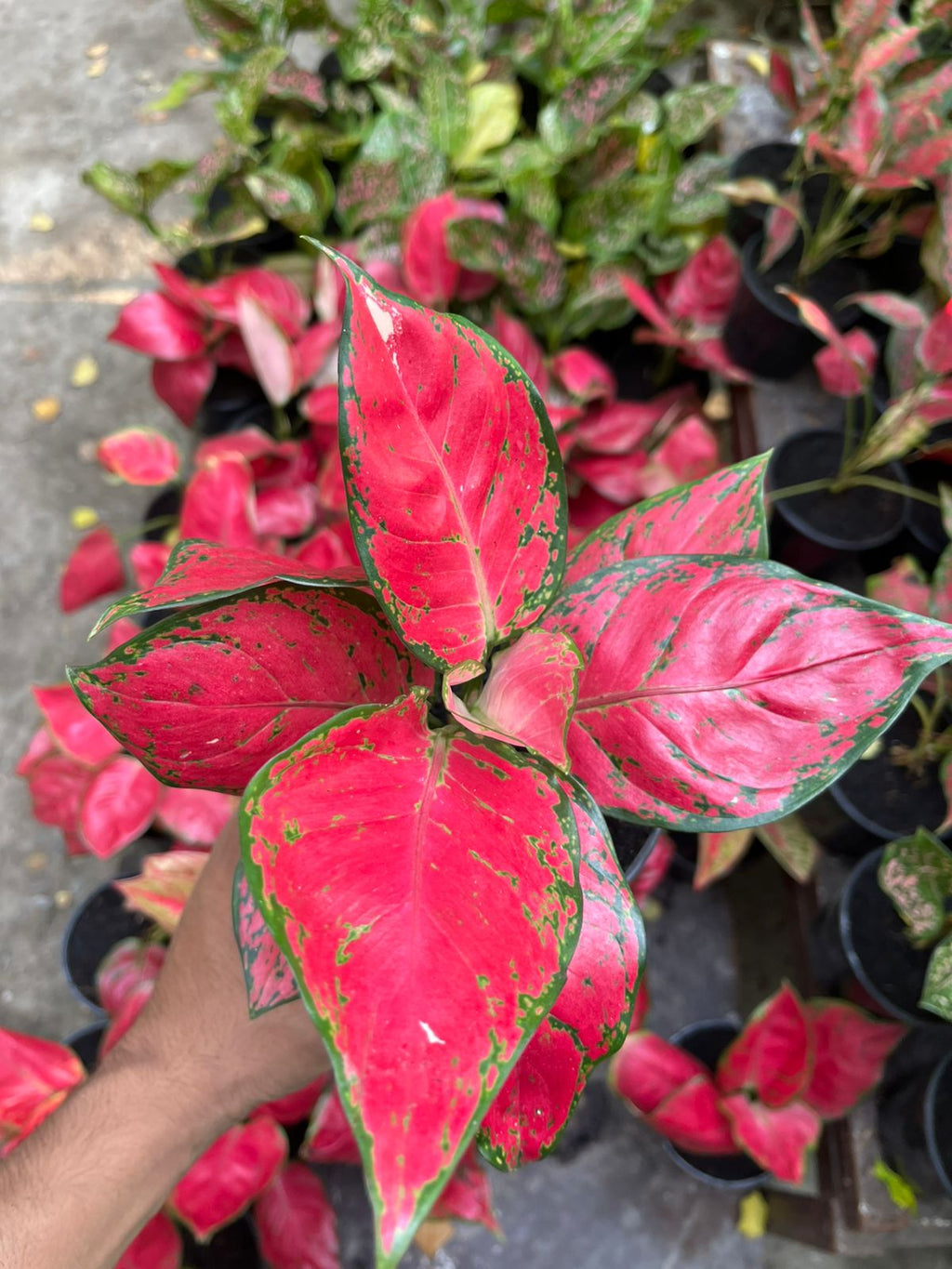 Aglaonema Red