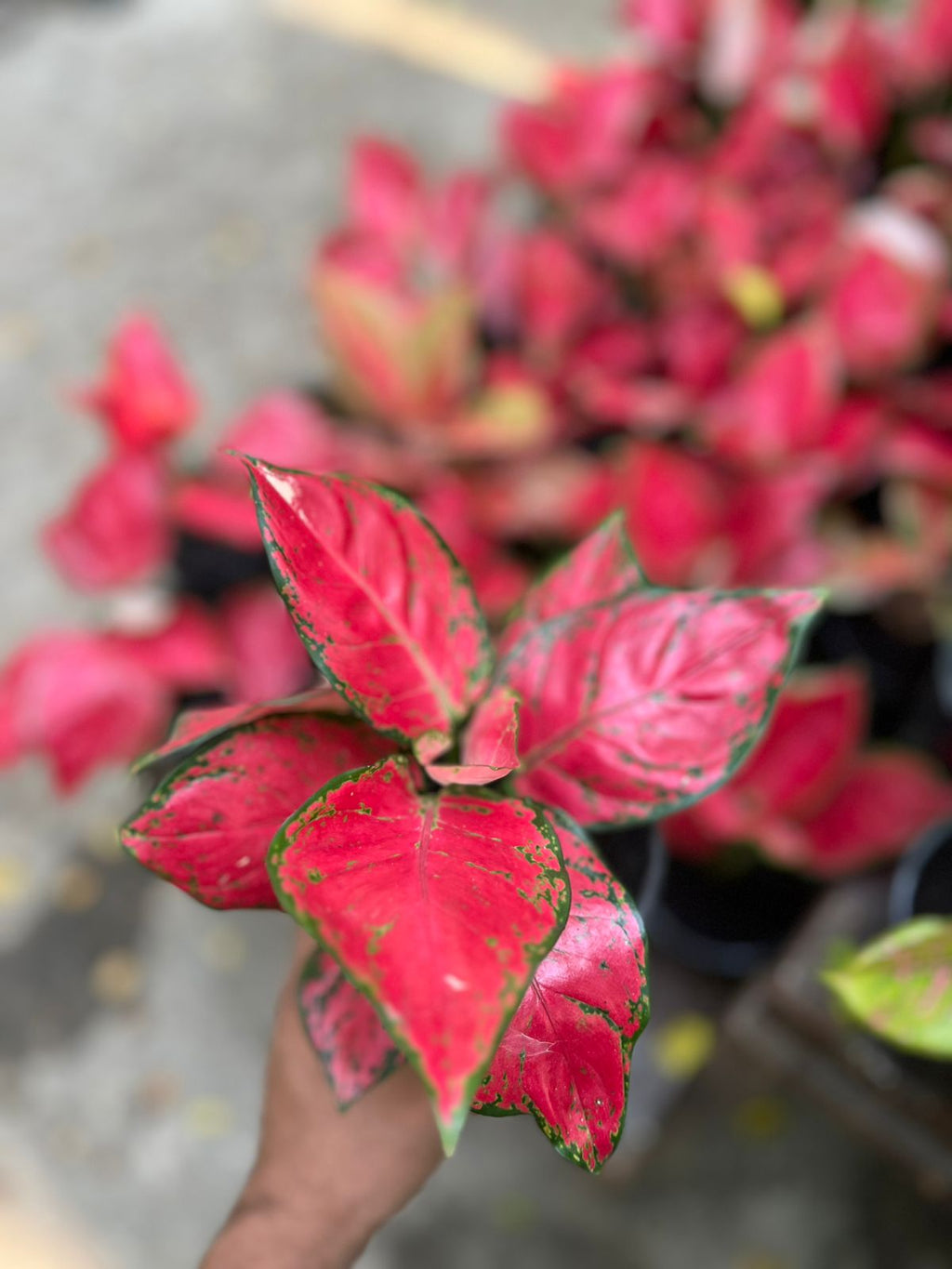 Aglaonema Red