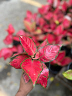 Aglaonema Red