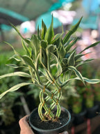 Dracaena sanderiana ( Spiral ) #001