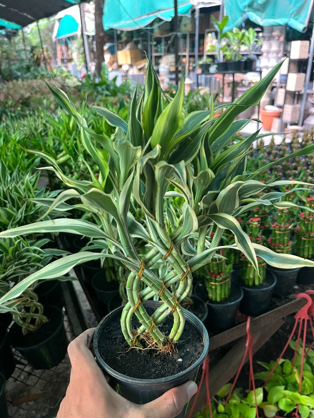 Dracaena sanderiana ( Spiral ) #001
