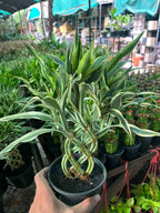 Dracaena sanderiana ( Spiral ) #001