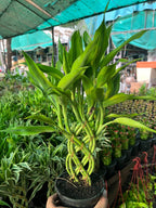 Dracaena sanderiana ( Spiral ) #001