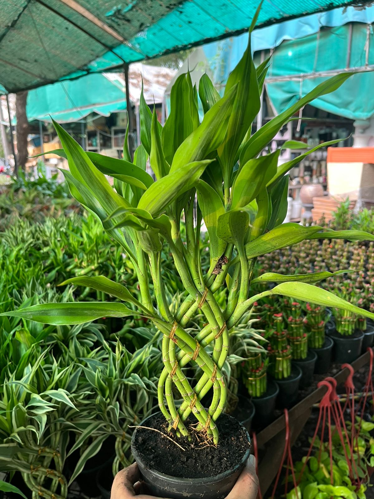 Dracaena sanderiana ( Spiral ) #001