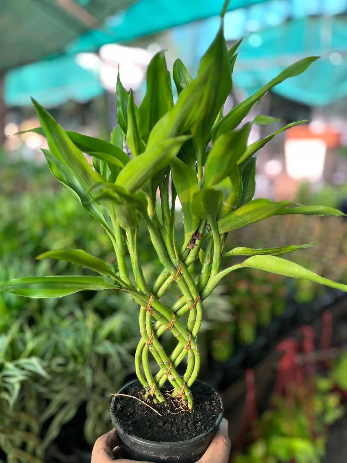 Dracaena sanderiana ( Spiral ) #001