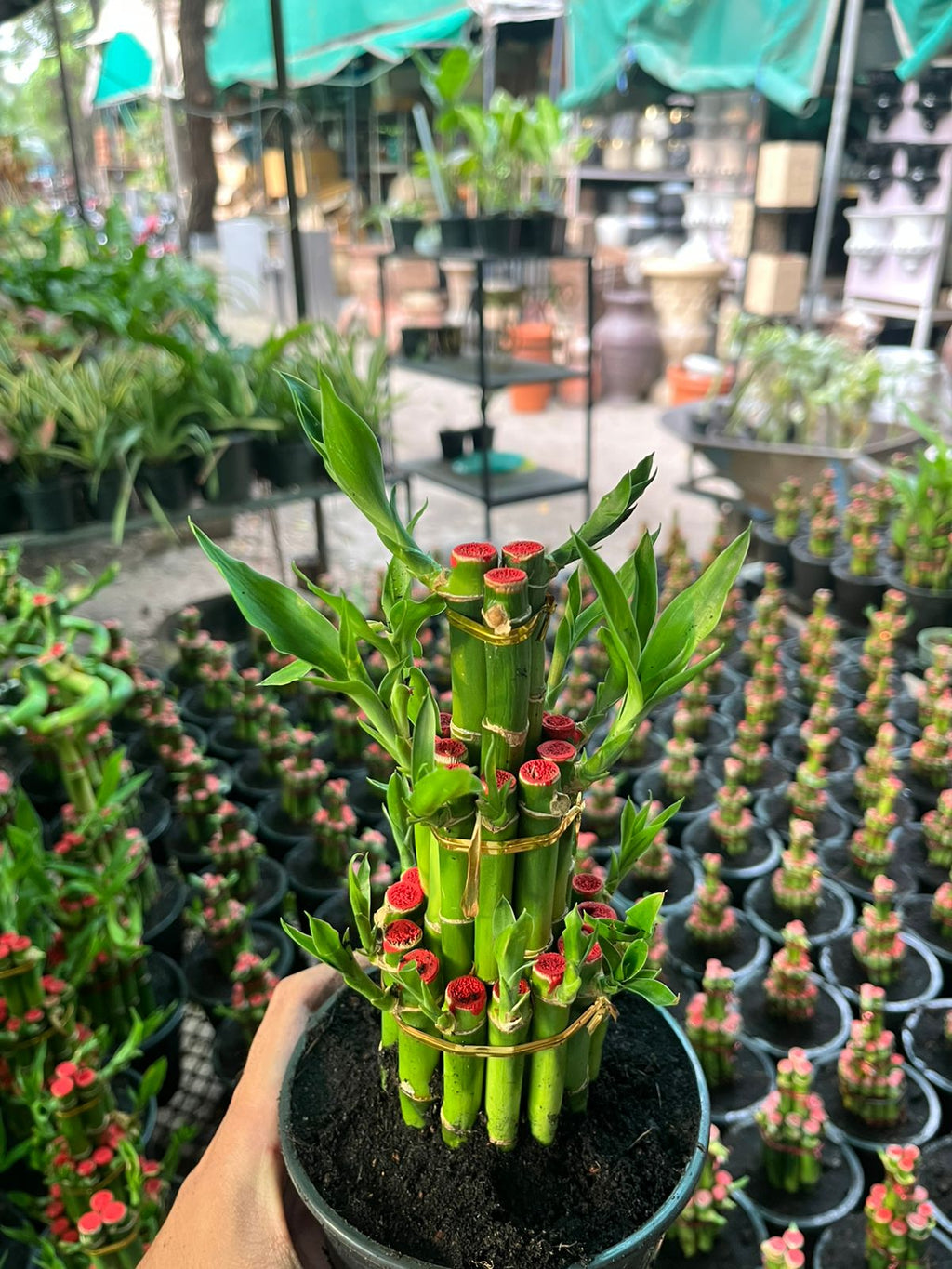 Lucky Bamboo (Dracaena sanderiana) #001