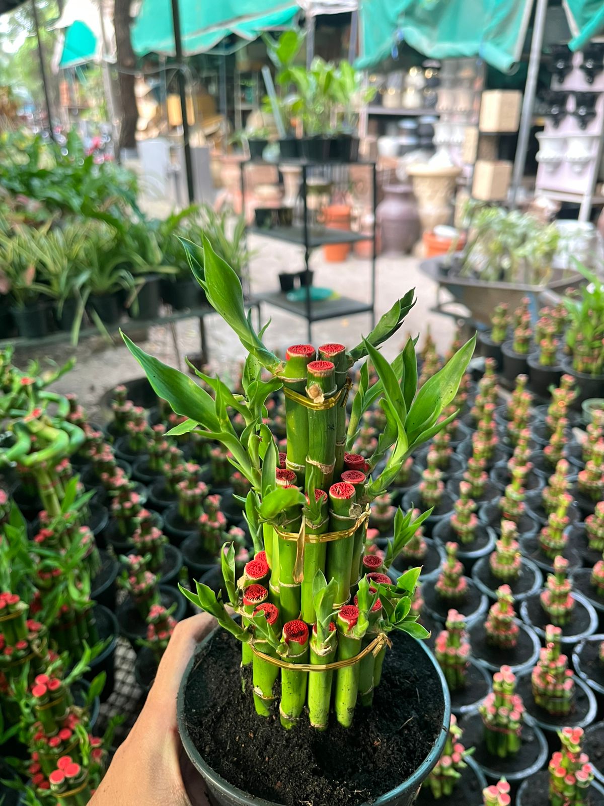 Lucky Bamboo (Dracaena sanderiana) #001