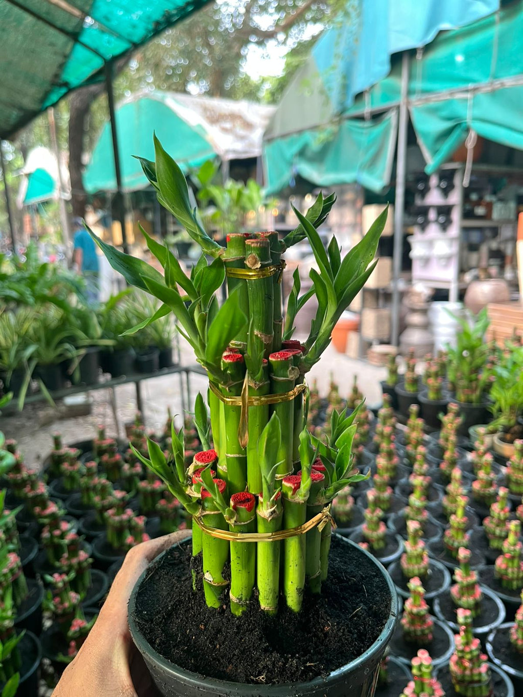 Lucky Bamboo (Dracaena sanderiana) #001