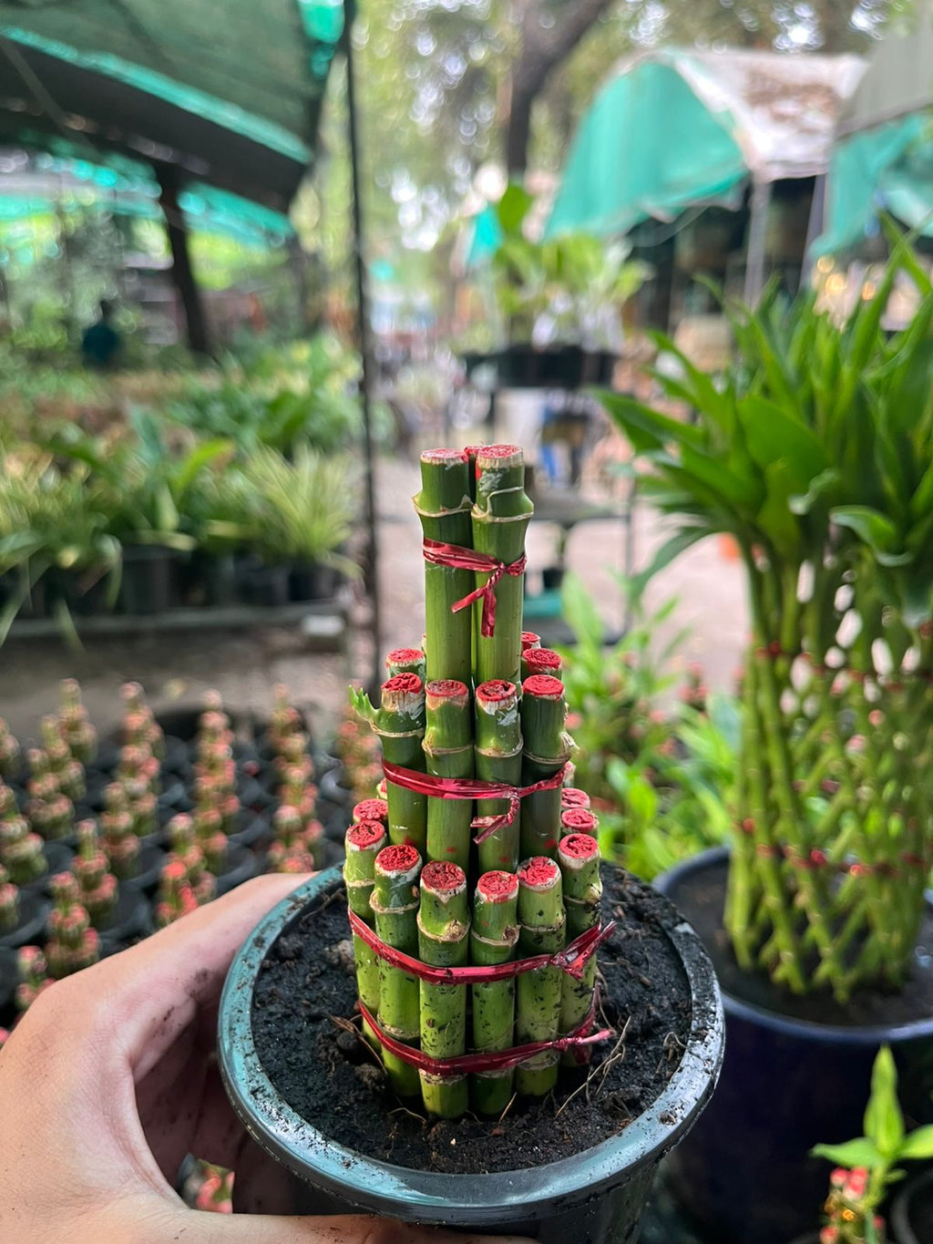 Lucky Bamboo #002