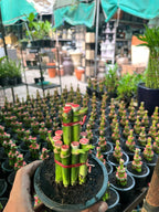Lucky Bamboo #002