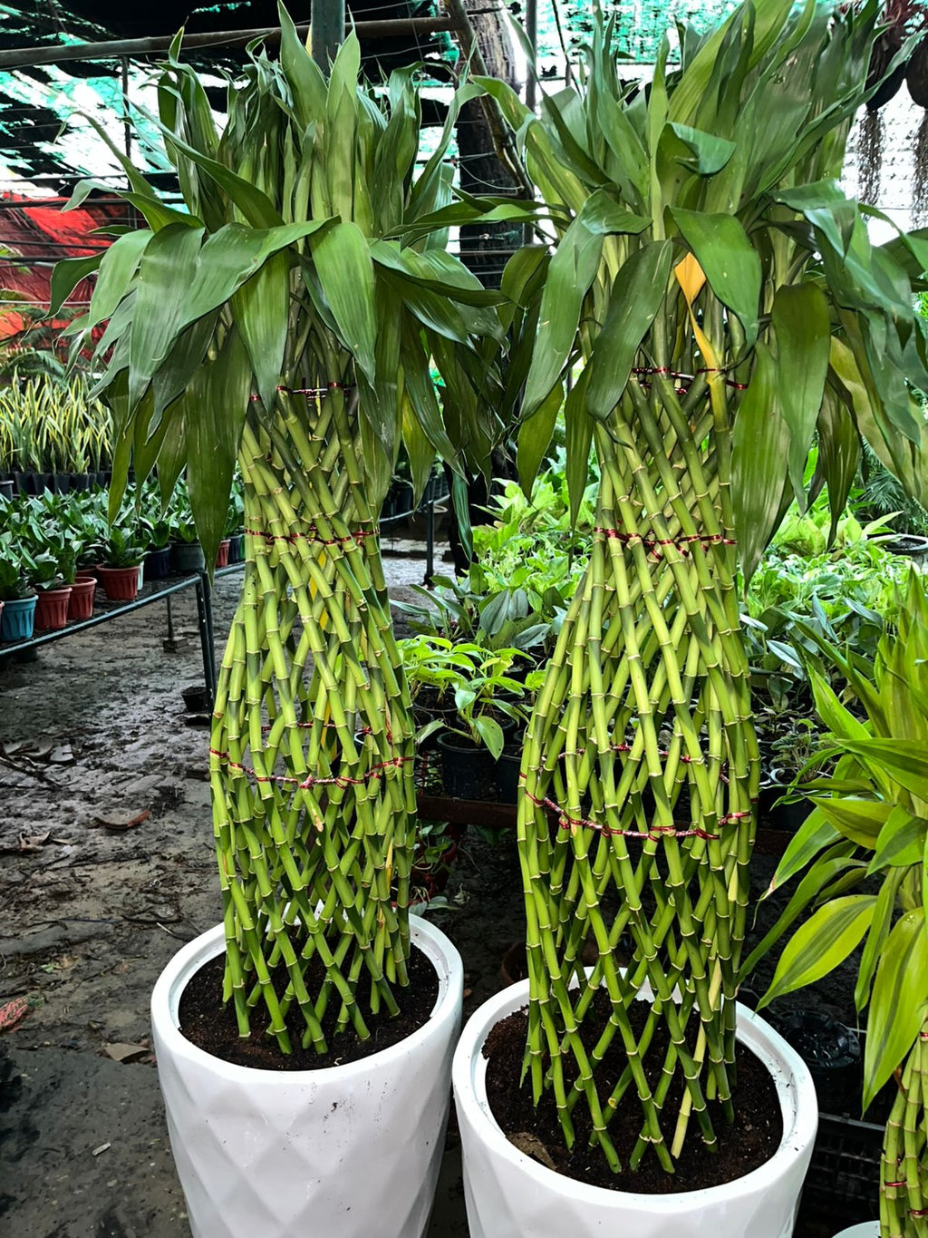 Large Lucky Bamboo Spiral (Dracaena sanderiana)