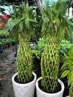 Large Lucky Bamboo Spiral (Dracaena sanderiana)
