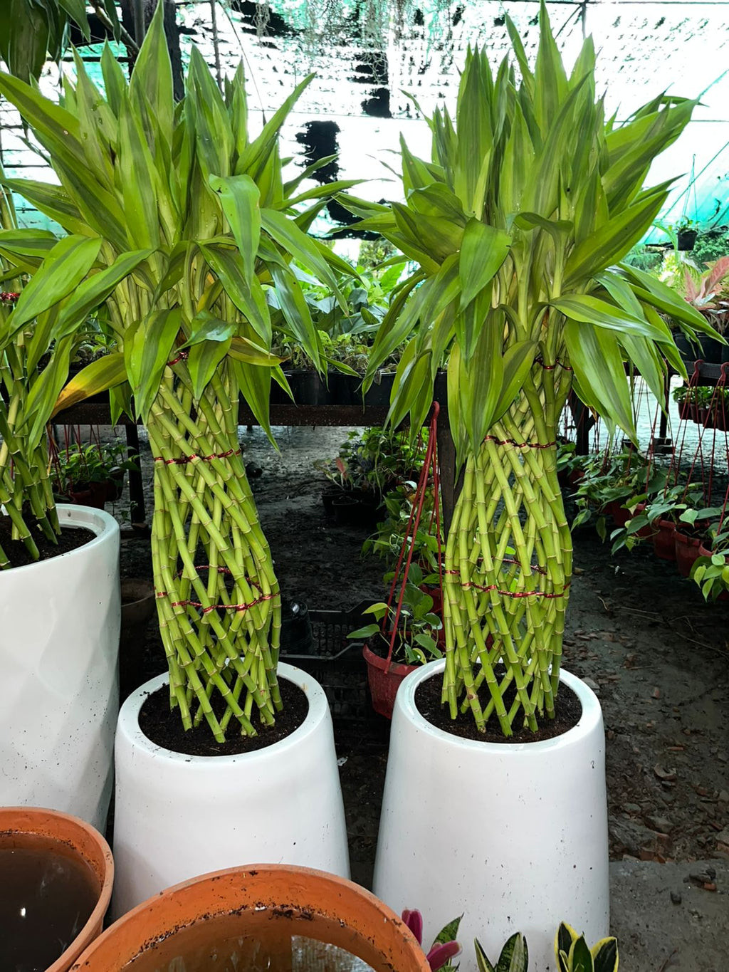 Large Lucky Bamboo Spiral (Dracaena sanderiana)