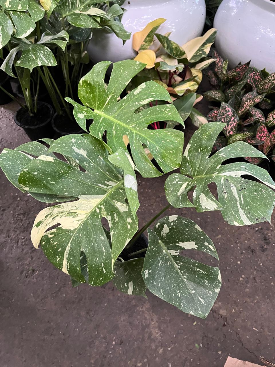 Monstera Thai Constellation