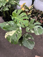 Monstera Thai Constellation
