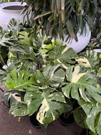 Monstera Thai Constellation