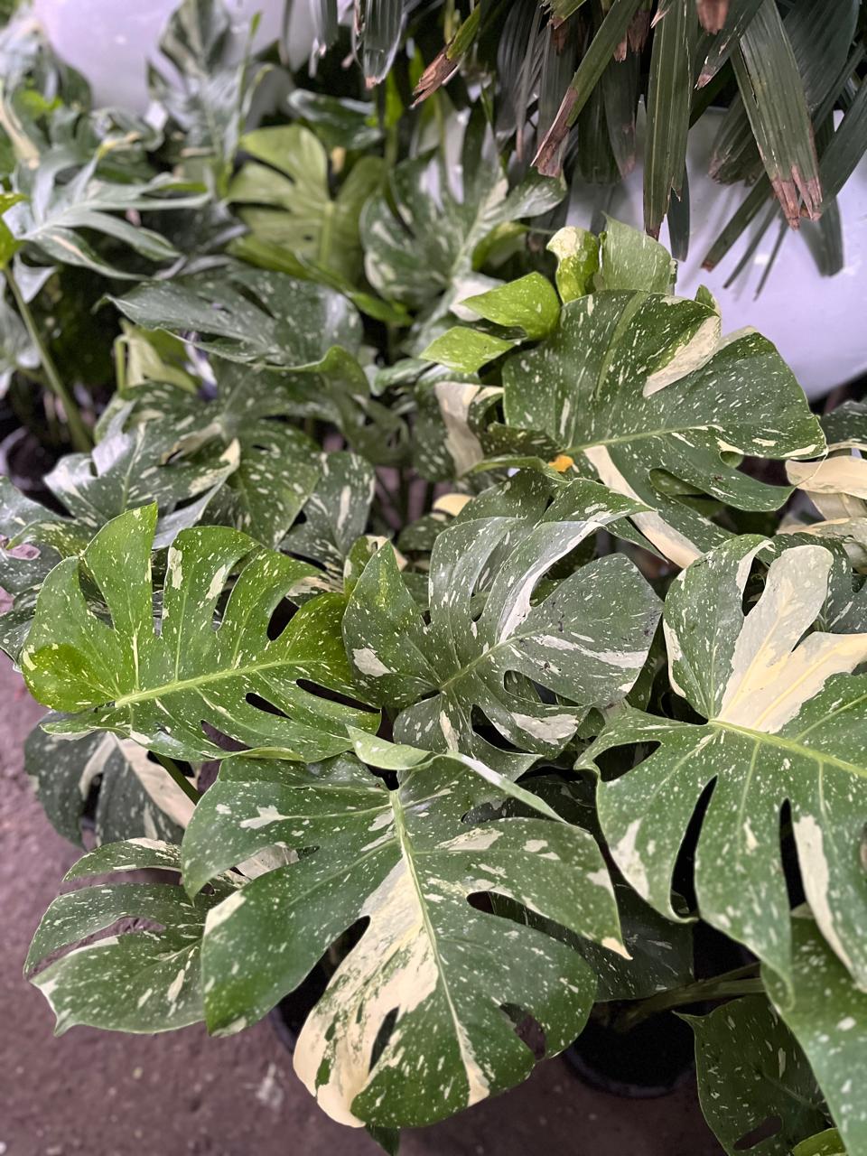 Monstera Thai Constellation