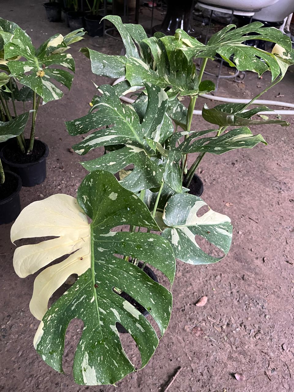 Monstera Thai Constellation